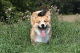 CORGI PEMBROKE 251
